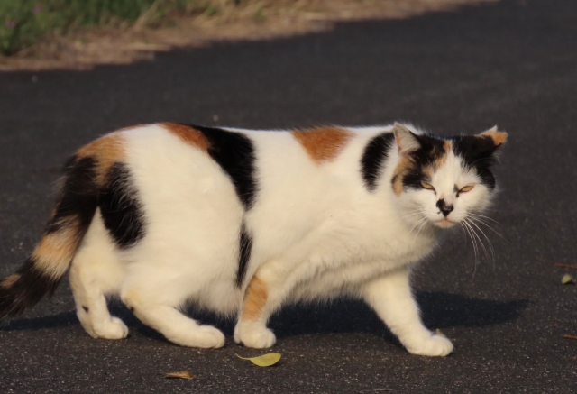 耳カット猫